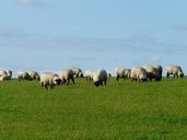 flock-of-sheep-sheep-rh%C3%B6n-sheep-57688.jpg