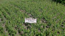 vineyards-germany-vineyard-75521.jpg