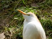 cattle-egret-heron-bird-fly-wings-195755.jpg