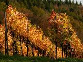 wine-vines-nature-agriculture-340891.jpg