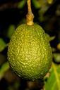 hass-avocado-avocado-fruit-tree-415545.jpg