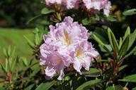 rhododendron-flower-spring-398056.jpg