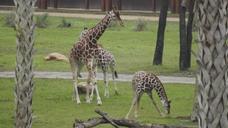 giraffe-wildlife-animal-safari-613405.jpg