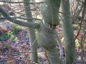 Willow species with Honeysuckle woodbine.JPG