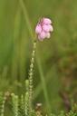 bell-heather-heather-plant-bloom-423884.jpg