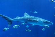 marine-shark-blue-1538984.jpg