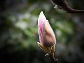 magnolia-flower-blossom-bloom-1241450.jpg