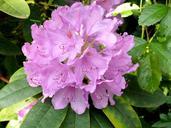 rhododendron-lilac-flowers-944338.jpg