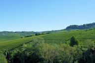 vineyards-italy-barolo-vines-458231.jpg