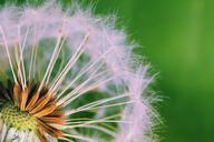 dandelion-weed-seed-seeds-plants-199269.jpg