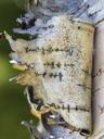 birch-peeling-bark-torn-nature-358973.jpg