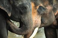 elephant-trunks-thailand-nature-385267.jpg