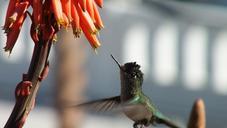 flight-hummingbird-flower-wings-963250.jpg