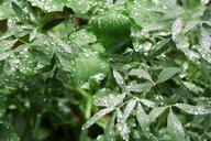 rain-nature-leaves-dew-drop-drop-570578.jpg