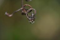 water-drop-rain-nature-raindrop-611165.jpg