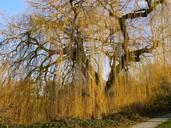 weeping-willow-pasture-tree-nature-255841.jpg