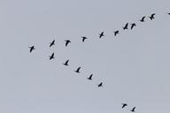 geese-migratory-birds-swarm-245636.jpg