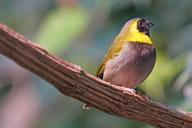 cuba-fink-bird-animals-sparrow-bird-1105390.jpg