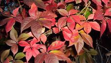 red-leafs-fall-619115.jpg