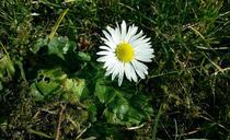 daisy-spring-meadow-wildflowers-664285.jpg