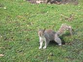 squirrel-nager-rodent-animal-fur-439622.jpg