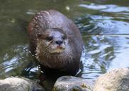 otter-swimmer-nature-animals-water-354036.jpg