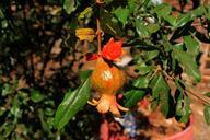 pomegranate-fruit-nature-990497.jpg