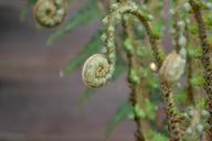 fern-lady-fern-athyrium-filix-femina-272942.jpg