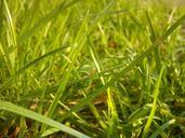 grass-nature-spring-561256.jpg