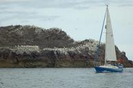 sailboat-sea-bass-rock-gannet-596987.jpg