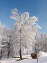 tree-frost-winter-landscape-635604.jpg