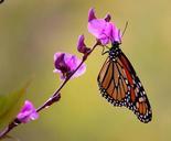 monarch-butterfly-pink-flowers-60824.jpg