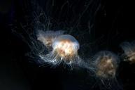 jellyfish-aquarium-underwater-275570.jpg