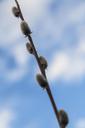 Willow_Buds_on_McDonald_Creek_4.3.16.jpg