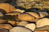 stones-deforestation-boulders-tree-1238236.jpg