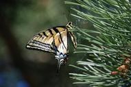 monarch-butterfly-pine-needles-643968.jpg