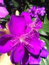 purple-flower-purple-flower-flowers-1287088.jpg