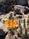 bloom-flower-cactus-desert-orange-1469695.jpg