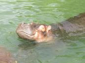 hippo-africa-grey-wild-mammal-391499.jpg