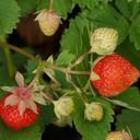 strawberry-berry-matures-raw-142353.jpg