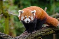 Red Panda (24797102819).jpg