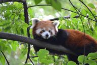 red-panda-zoo-budapest-1595418.jpg