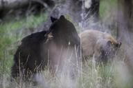 Black_bear_sow_with_cub,_Tower_Fall.jpg