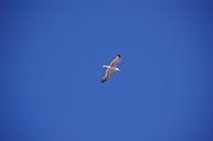 seagull-bird-flight-sky-freedom-103548.jpg