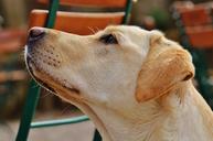 labrador-dog-sweet-animal-pet-1287295.jpg