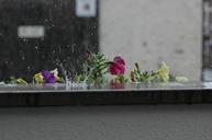 rain-flowers-nature-430049.jpg