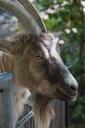 goat-billy-goat-fence-domestic-goat-793589.jpg