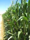 agriculture-corn-harvest-cereals-50002.jpg