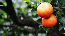 orange-green-fruit-nature-312787.jpg