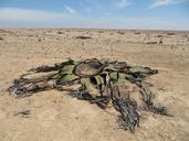 Welwitschia in the Namibe desert.JPG